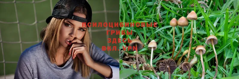 Псилоцибиновые грибы Magic Shrooms Сергач